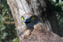 09-3793 Short Toed Eagle Circaetus gallicus Camargue France (Captive)